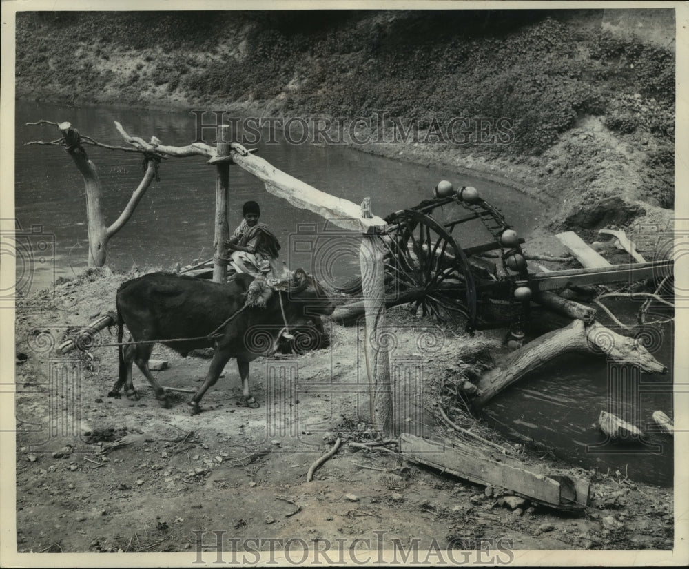 1954 Press Photo Young man works at a water mill with an ox in India - mjb83522- Historic Images