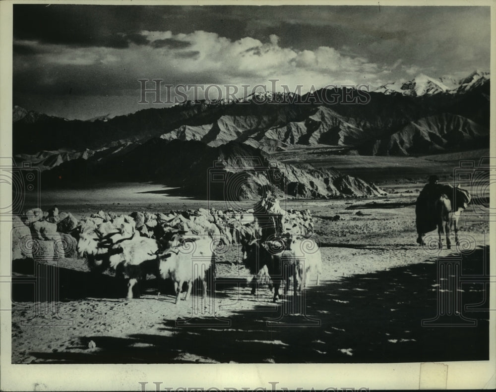 1962 Press Photo Shepherd guides his sheep to different pastures in Leh, India- Historic Images