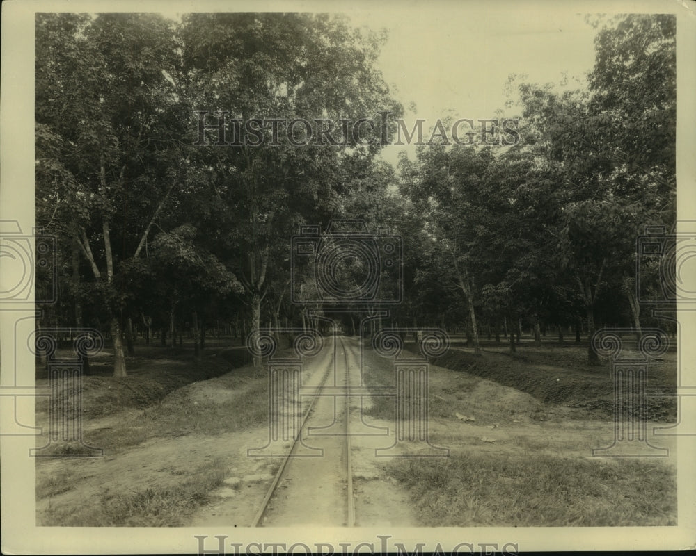 1934 Press Photo Railroad tracks running through mature rubber trees, India- Historic Images