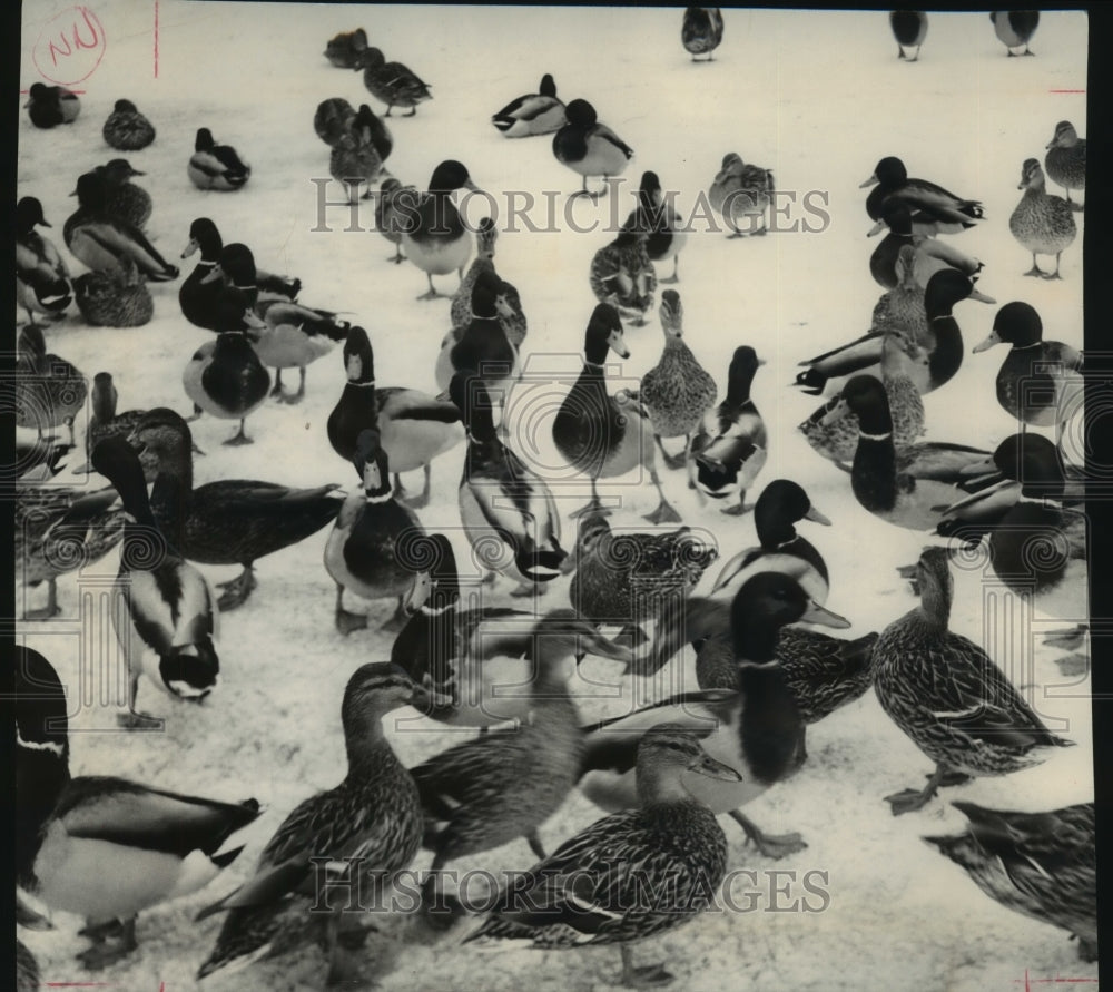 1954 Press Photo Cold ducks near Juneau Park Lagoon, Milwaukee- Historic Images