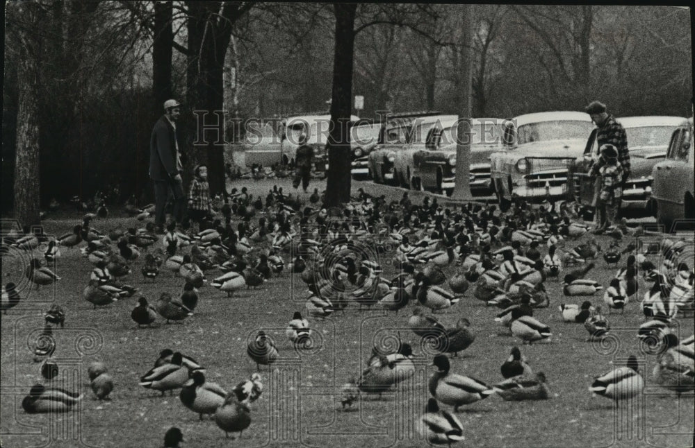 1956 Press Photo Ducks at Juneau Park Lagoon in Milwaukee. - mjb84220