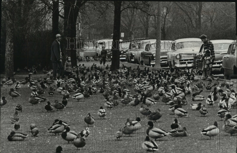Load image into Gallery viewer, 1956 Press Photo Ducks at Juneau Park Lagoon in Milwaukee. - mjb84220

