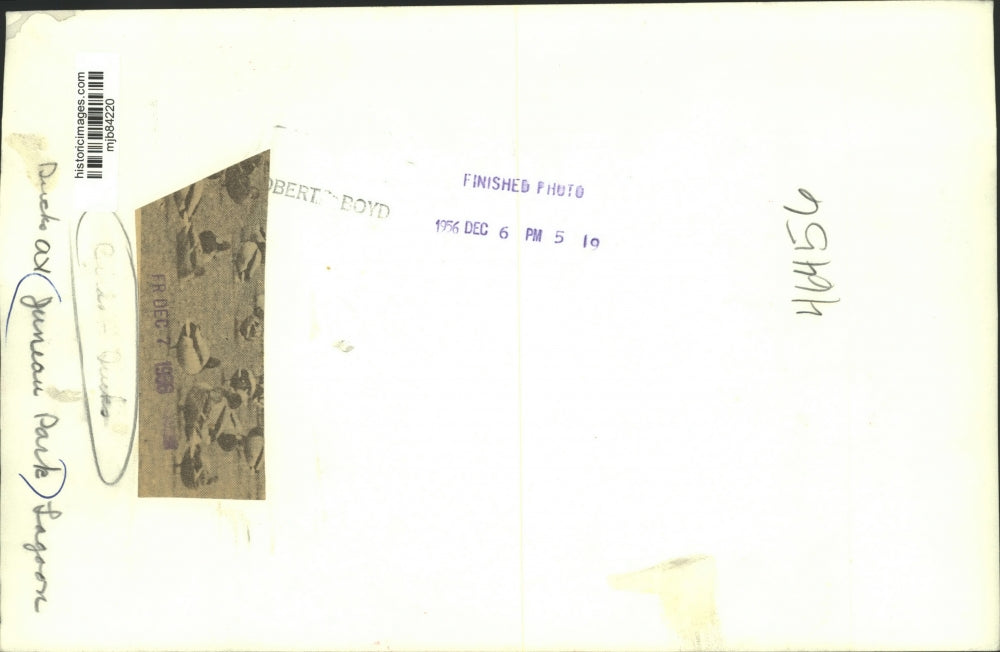 1956 Press Photo Ducks at Juneau Park Lagoon in Milwaukee. - mjb84220