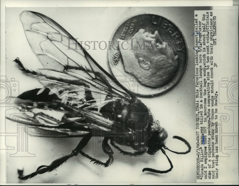 1960 Press Photo Dead Cicada Killer wasp compared to a dime in Wisconsin- Historic Images