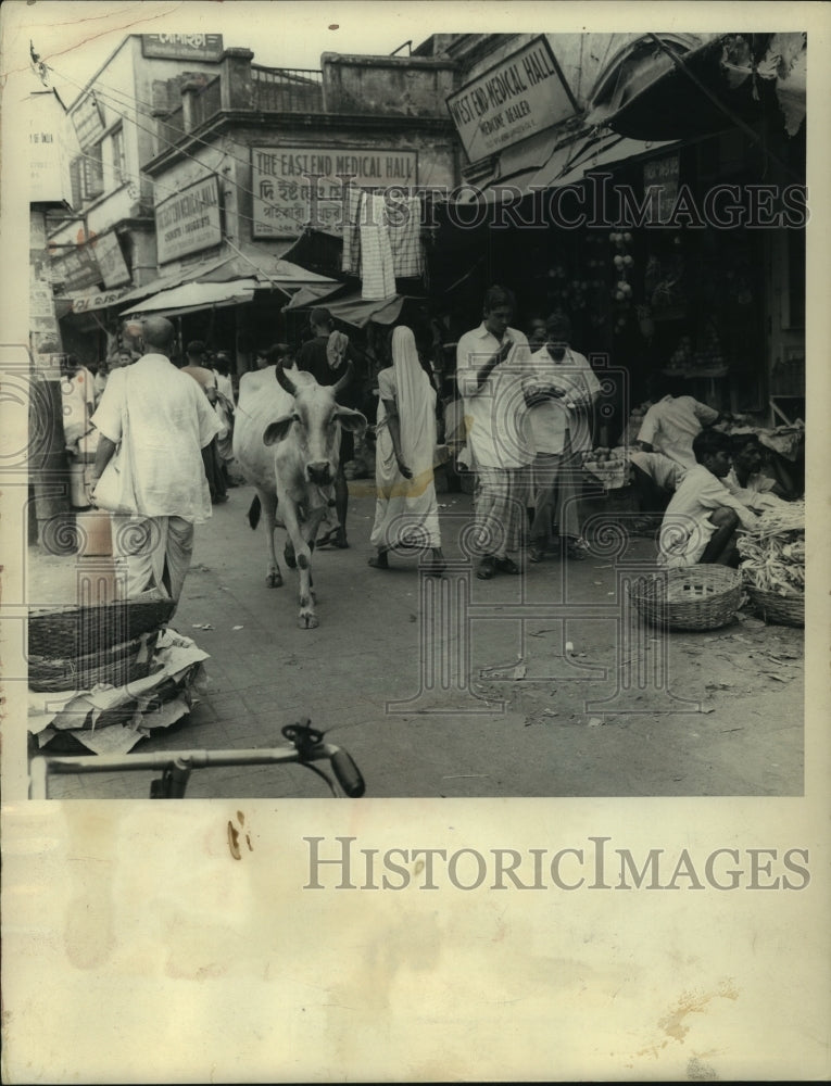 1965 Press Photo Cattle of India stow away food, a 4,000 year old tradition- Historic Images