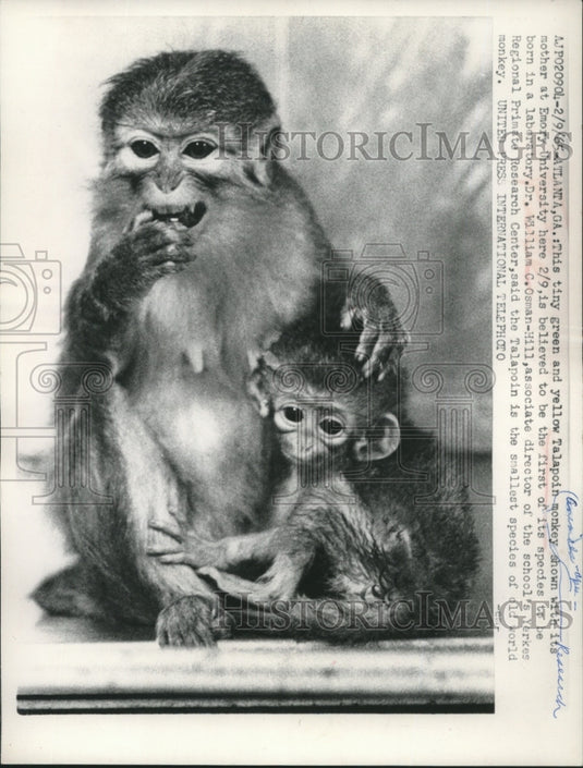 1965 Press Photo Mother and baby green and yellow Talapoin monkey, Atlanta, GA- Historic Images