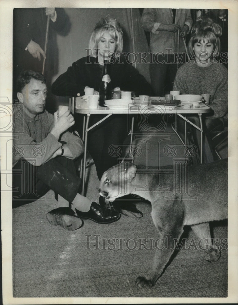 1963 Press Photo Puma of the Isle of Re (off coast of France mingles with guests- Historic Images