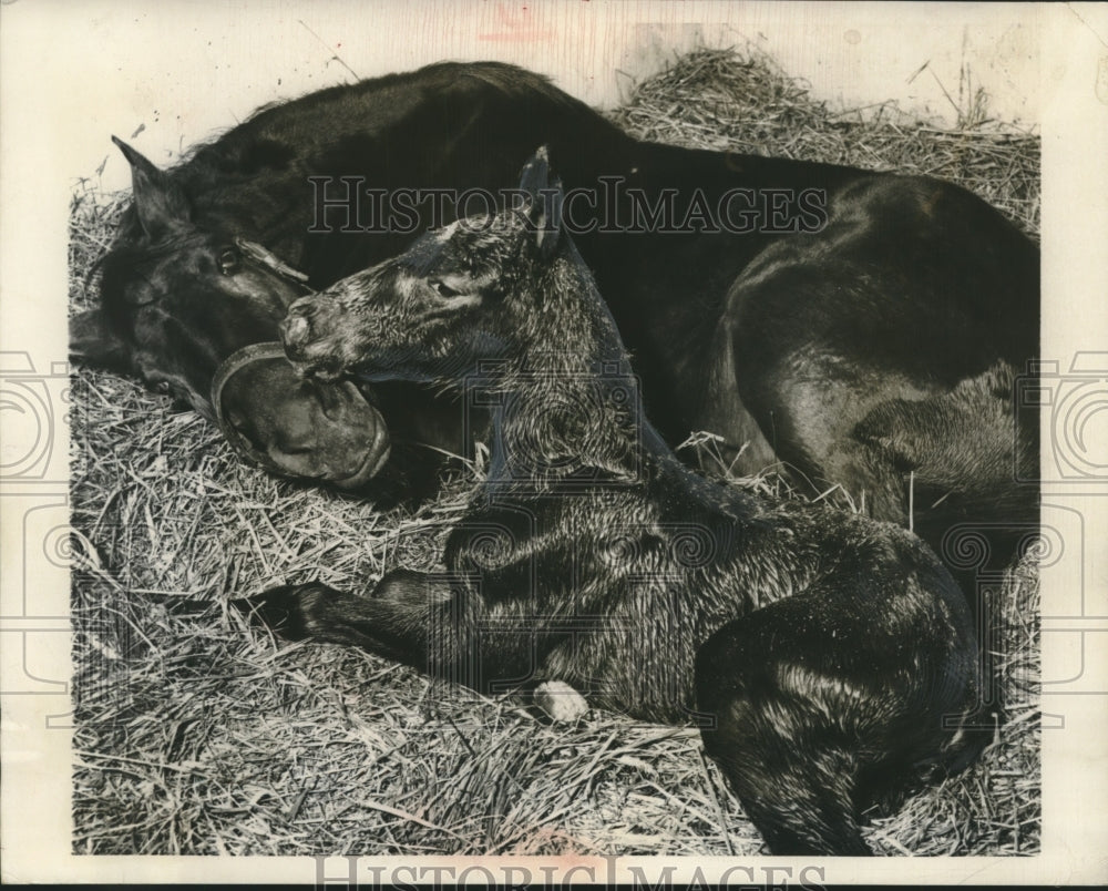 1956 Press Photo Andromeda & new foal, sired by Permit, Germany's top race horse