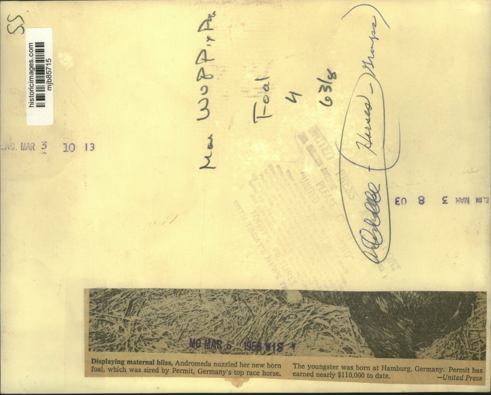 1956 Press Photo Andromeda & new foal, sired by Permit, Germany's top race horse