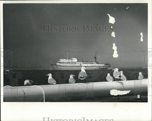 1961 Press Photo Milwaukee Clipper on Lake Michigan & gulls perched - mjb85829- Historic Images