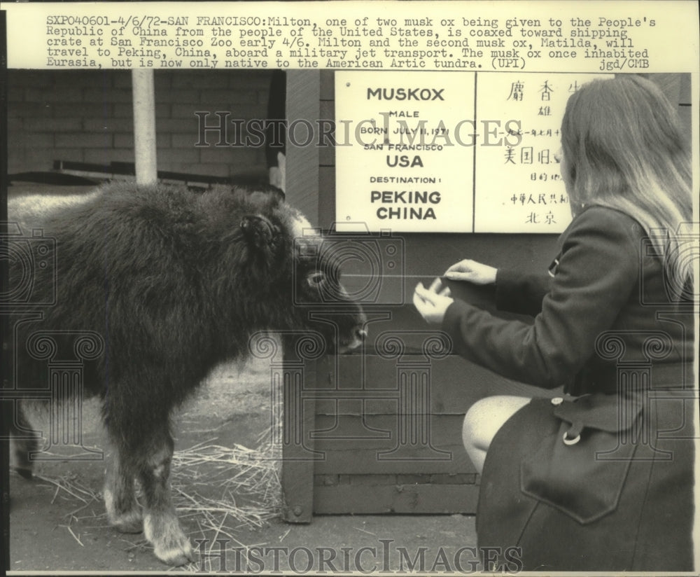 1972 Press Photo Milton The Musk Ox Is Given To People&#39;s Republic Of China- Historic Images