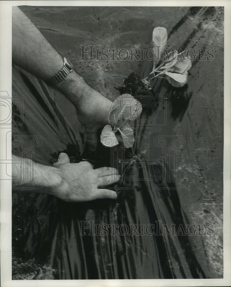 1958 Press Photo Cabbage plants being set through a layer of black plastic.- Historic Images