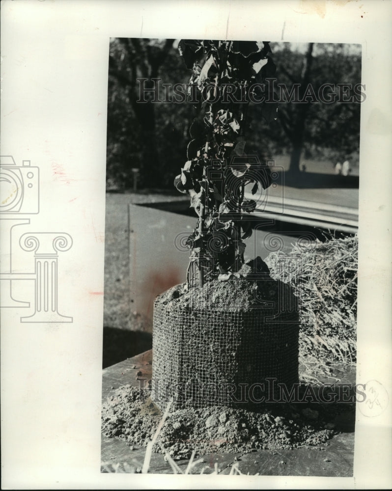1960 Press Photo Wire mesh cylinder filled with soil to protect rose plant