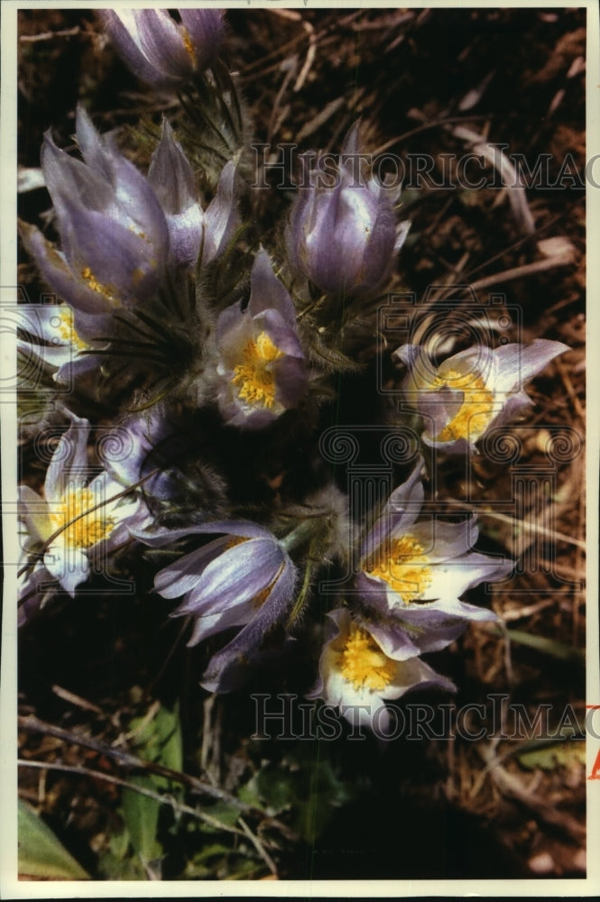 1994 Press Photo A pasque flower, one of the earliest blooming prairie flowers- Historic Images