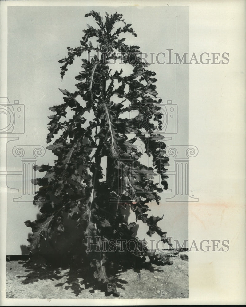 1957 Press Photo Canada thistle is meanest weed in the garden - mjb86465