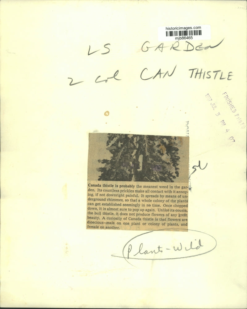 1957 Press Photo Canada thistle is meanest weed in the garden - mjb86465