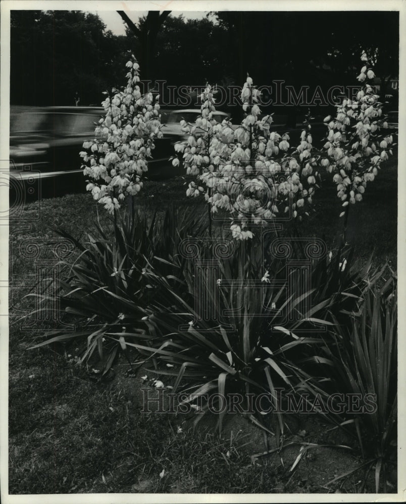 1958 Press Photo Blooming on center strip boulevard are yucca plants, Milwaukee.- Historic Images