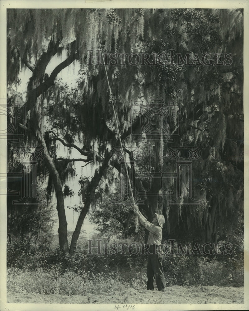 1958 Press Photo Spanish moss being harvested from trees. - mjb86748