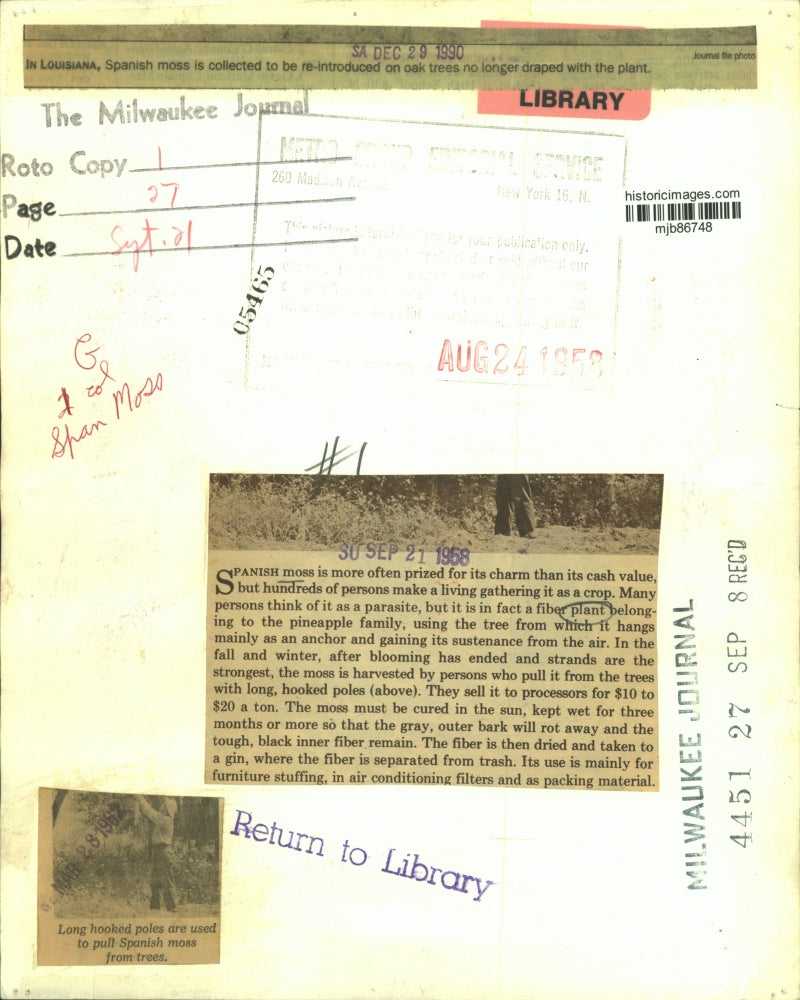 1958 Press Photo Spanish moss being harvested from trees. - mjb86748