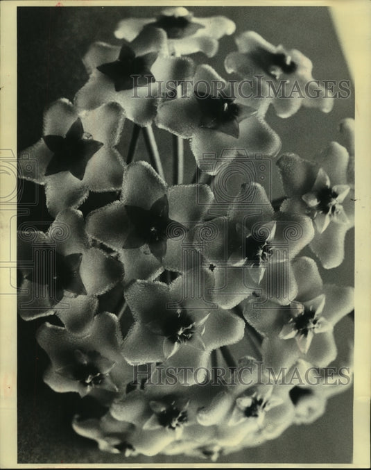1965 Press Photo Hoya Carnosa, Plant Also Known as "Jesus Tears" - Historic Images