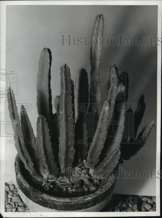 1956 Press Photo A pot of cactus that looks like a miniature desert. - mjb86807- Historic Images