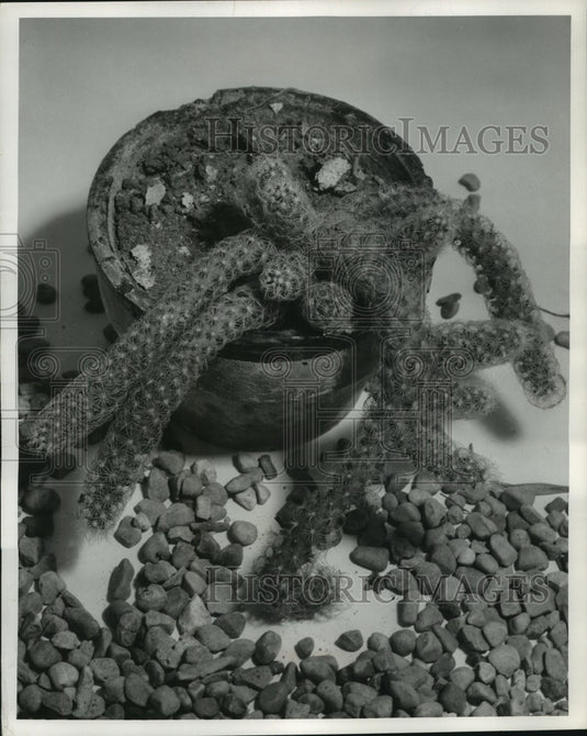 1956 Press Photo A potted cactus that keeps growing beyond it's pot.- Historic Images