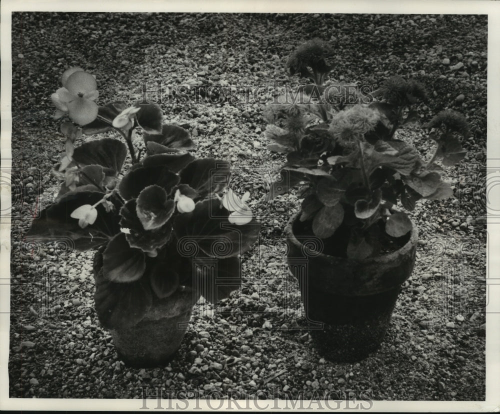 1957 Press Photo Wax begonia and ageratum plants go on blooming indoors in pots- Historic Images