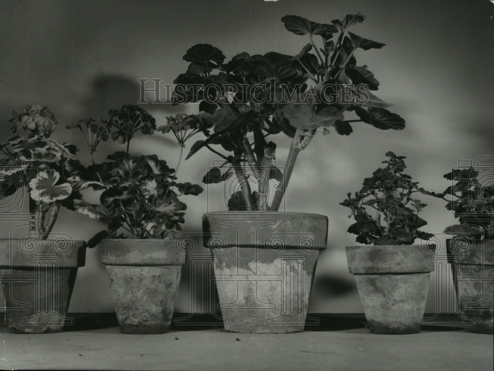 1955 Press Photo Scarlet bedder plants Franklin Nursery - mjb87640