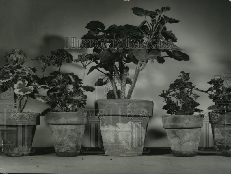 Load image into Gallery viewer, 1955 Press Photo Scarlet bedder plants Franklin Nursery - mjb87640
