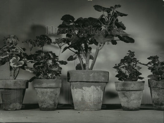 1955 Press Photo Scarlet bedder plants Franklin Nursery - mjb87640