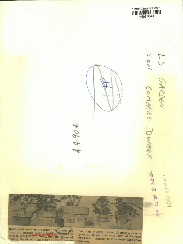 1955 Press Photo Scarlet bedder plants Franklin Nursery - mjb87640