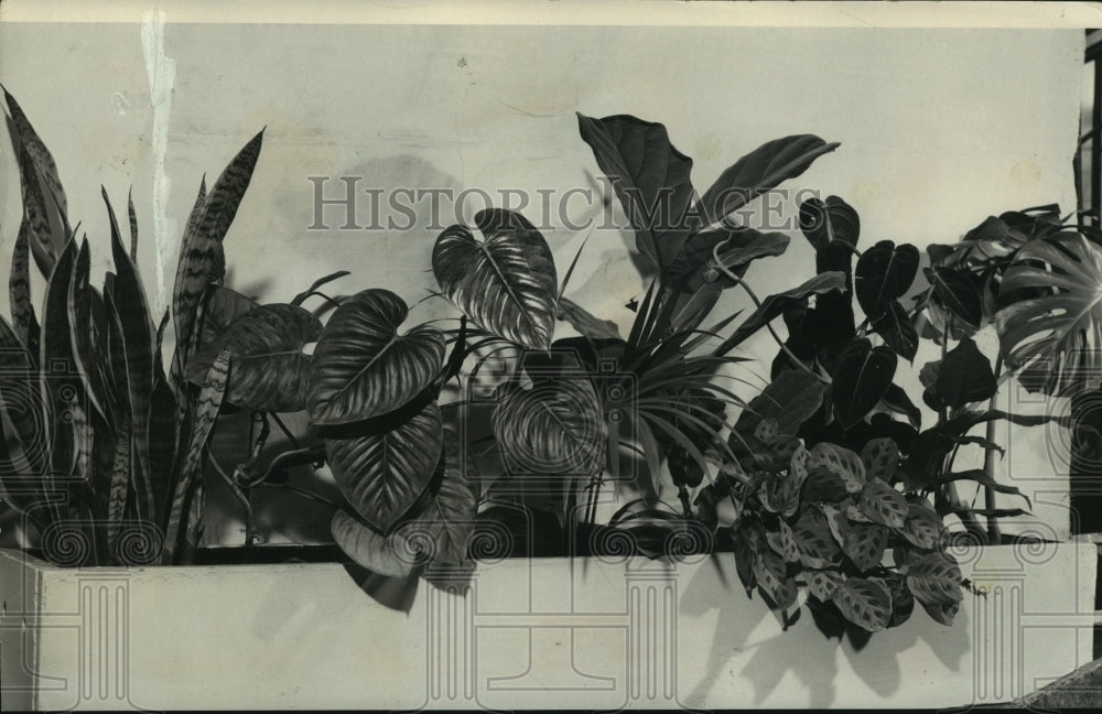 1953 Press Photo Interesting collection of a wide variety of foliage plants