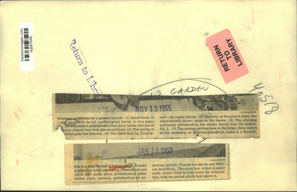 1953 Press Photo Interesting collection of a wide variety of foliage plants