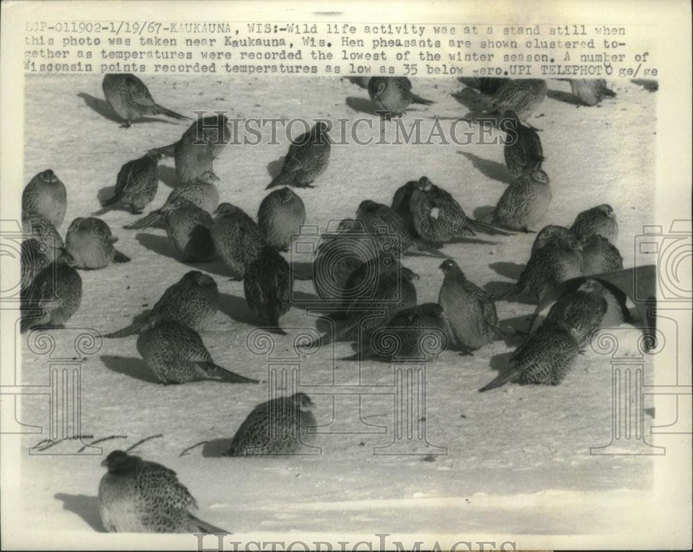 1967 Press Photo Hen pheasants clustered together during coldest time of winter.