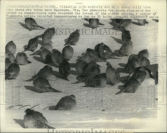 1967 Press Photo Hen pheasants clustered together during coldest time of winter.