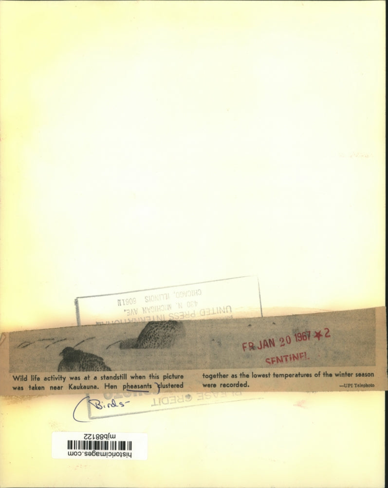 1967 Press Photo Hen pheasants clustered together during coldest time of winter.