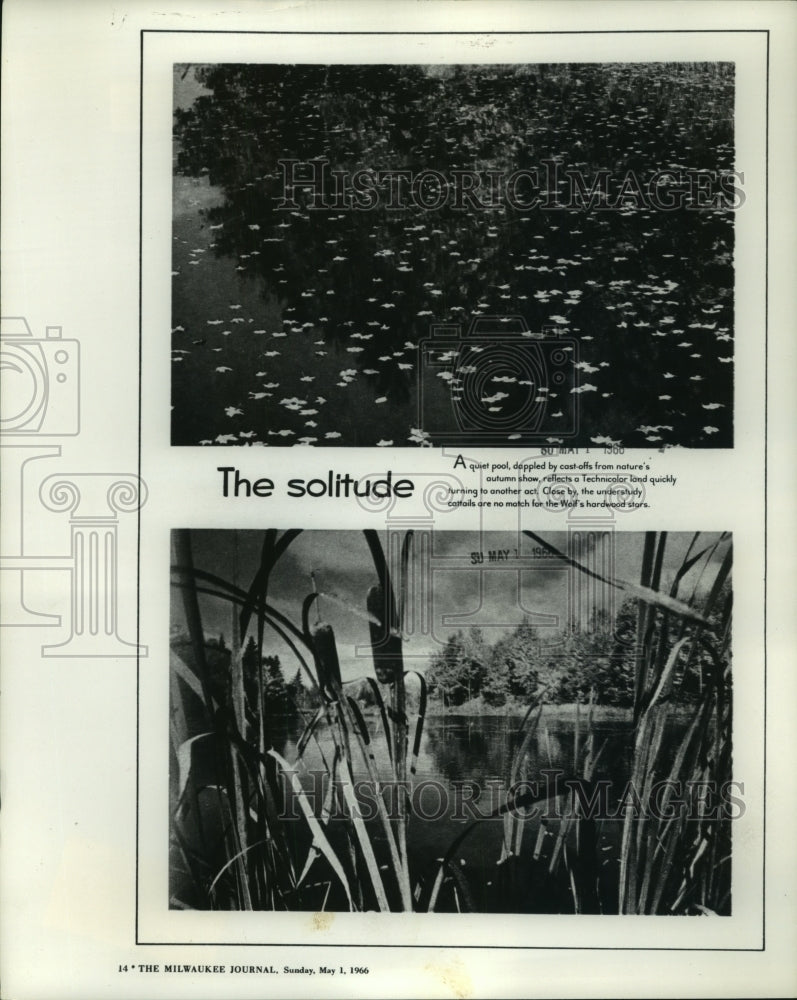 1966 Press Photo Two photos: colorful fall leaves floating and cattails. - Historic Images