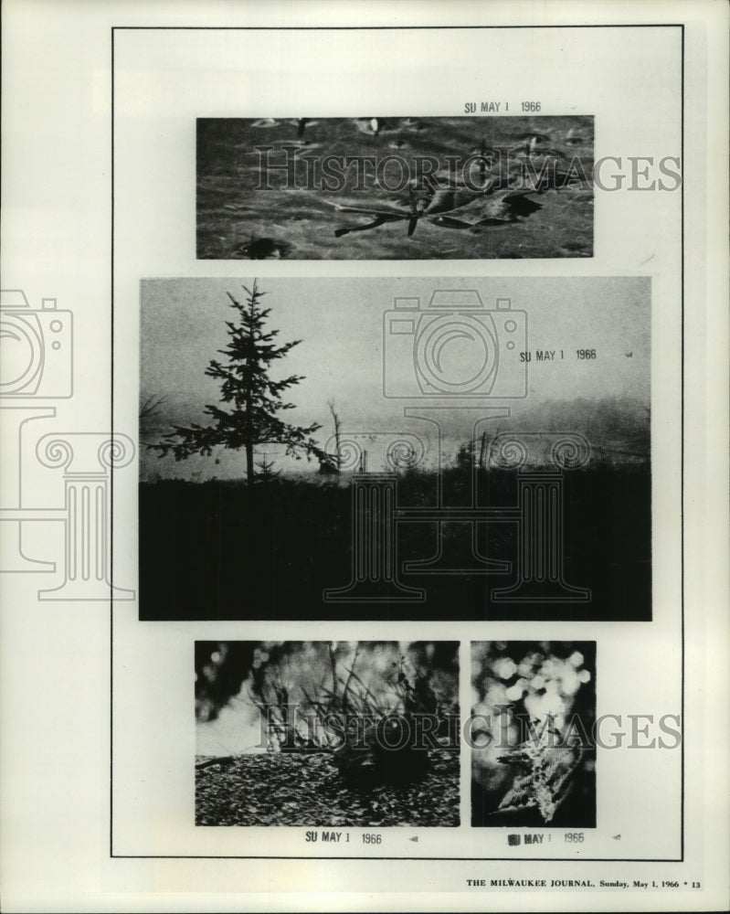 1966 Press Photo Polluted plant life in Wisconsin - mjb90319- Historic Images