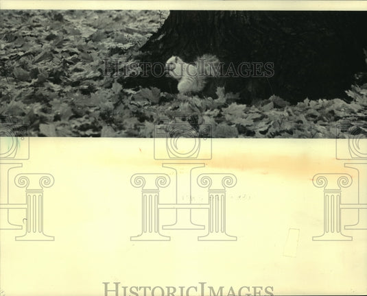 1983 Press Photo Albino squirrel gathering food for cold days, Waukesha.- Historic Images