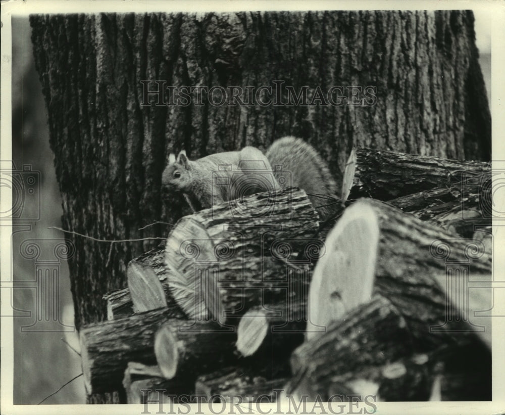 1971 Press Photo A squirrel atop a log pile inspecting food at Richland Center.- Historic Images