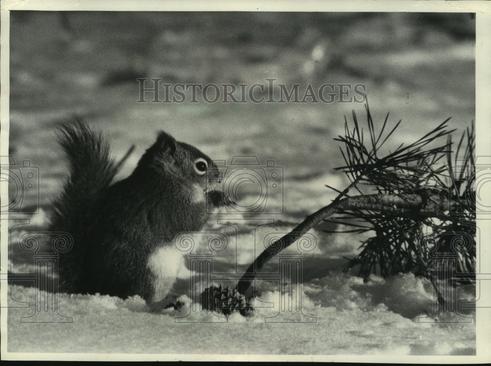 1973 Press Photo A squirrel eats a tree bough in Forest County - mjb92294