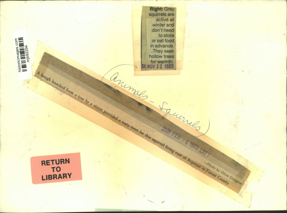 1973 Press Photo A squirrel eats a tree bough in Forest County - mjb92294