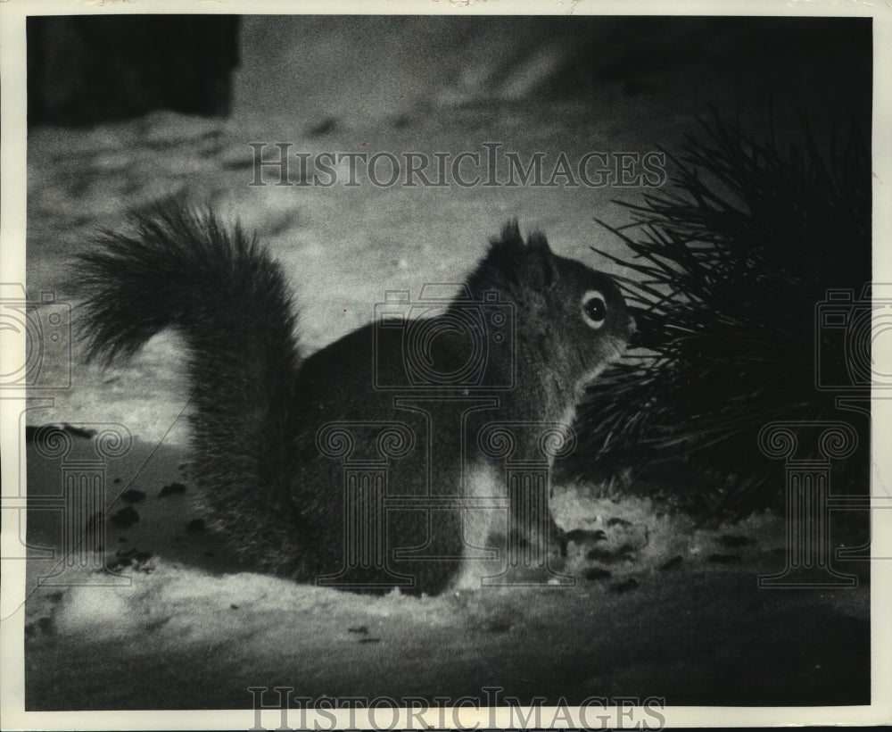 1973 Press Photo Squirrel sits on snow covered ground, Argonne, Forest County- Historic Images