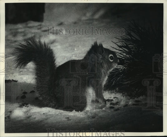 1973 Press Photo Squirrel sits on snow covered ground, Argonne, Forest County- Historic Images