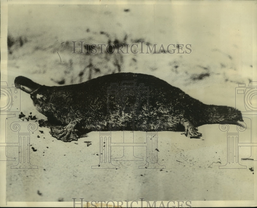 1930 Press Photo Australian Platypus, on river bank - mjb92427- Historic Images