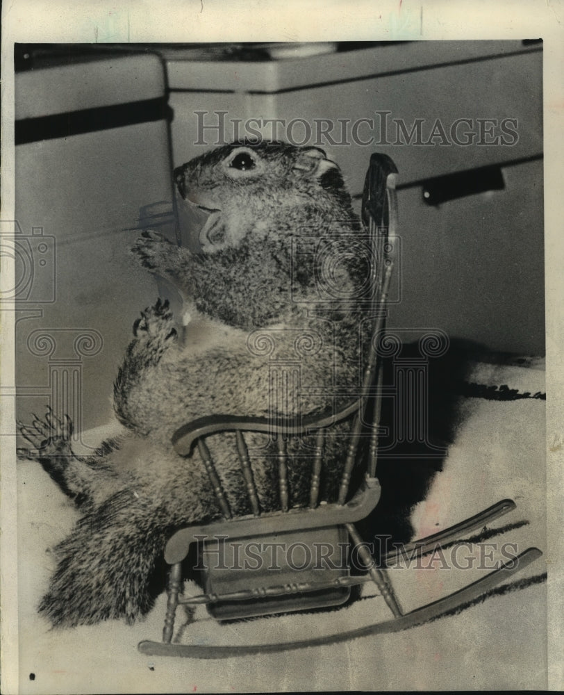 1964 Press Photo Callie the squirrel has its own rocking chair - mjb92885