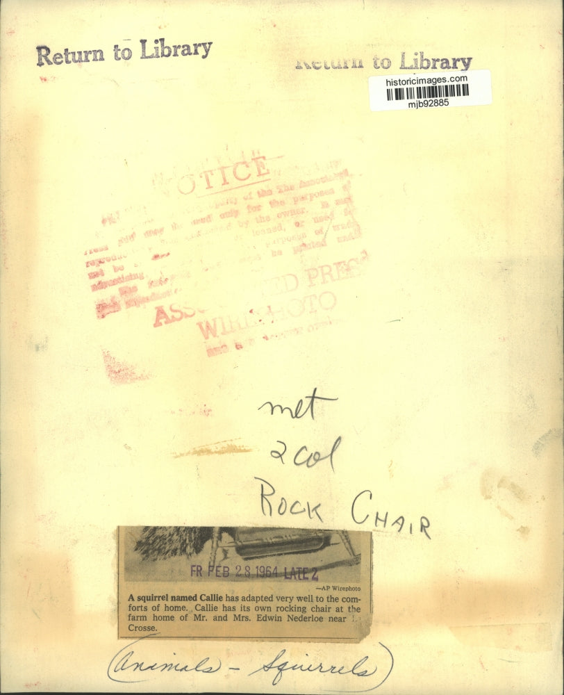 1964 Press Photo Callie the squirrel has its own rocking chair - mjb92885