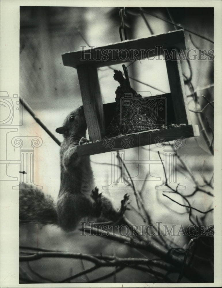 1961 Press Photo A squirrel hanging on a bird-feeder in Wisconsin - mjb92887- Historic Images