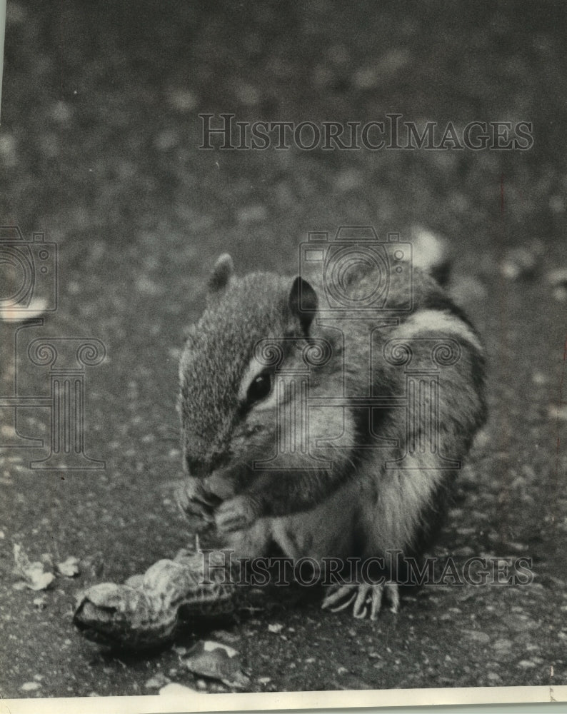 1969 Press Photo Chipmunk cramming peanut in his cheeks, Wisconsin - mjb92904- Historic Images