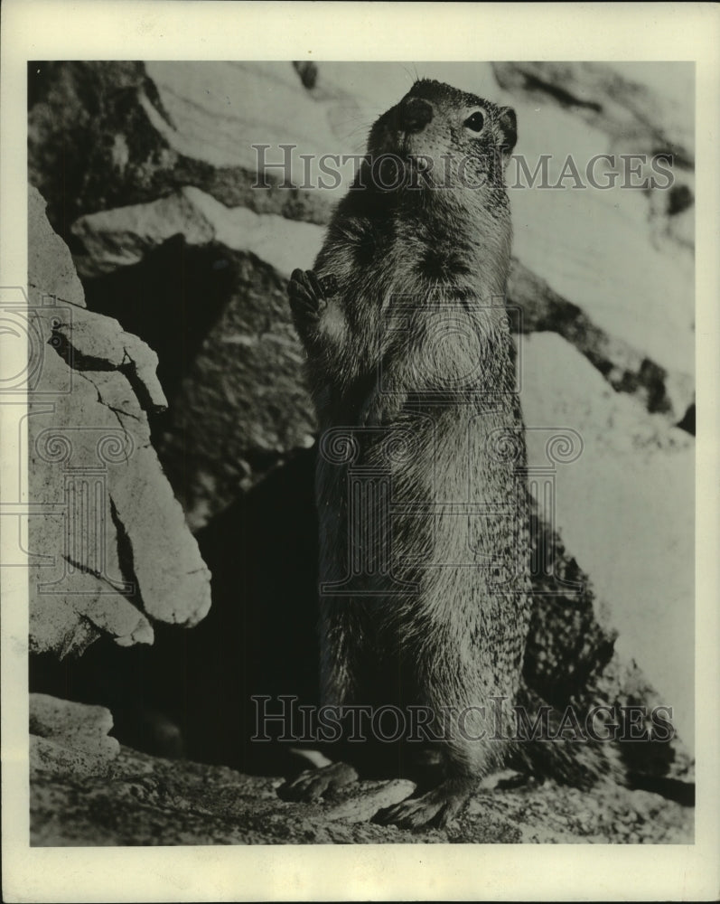 1955 Press Photo Ground squirrel standing on back feet, Glacier National Park - Historic Images